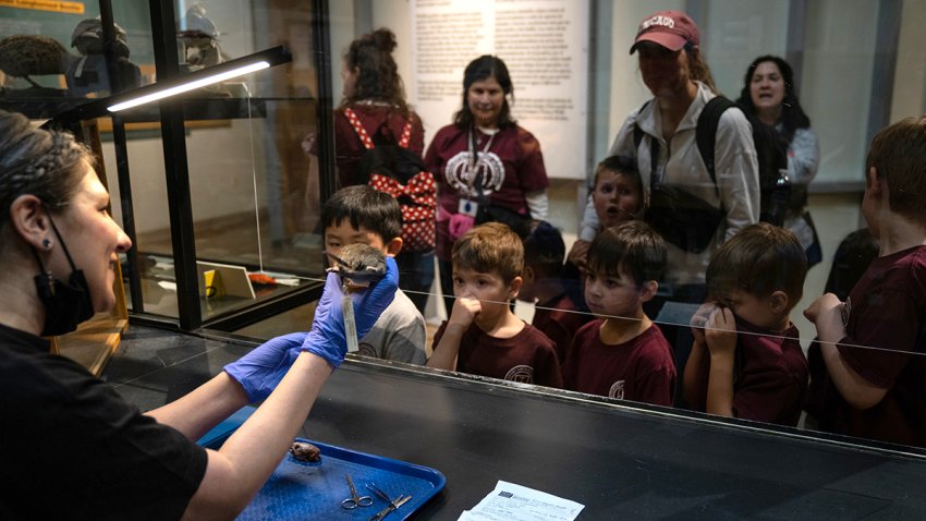 Janelle Iaccino, aka The Bug Girl, who also does taxidermy, displays a Norway rat at the Peggy Notebaert Nature Museum on March 26, 2024. (E. Jason Wambsgans/Chicago Tribune/Tribune News Service via Getty Images)